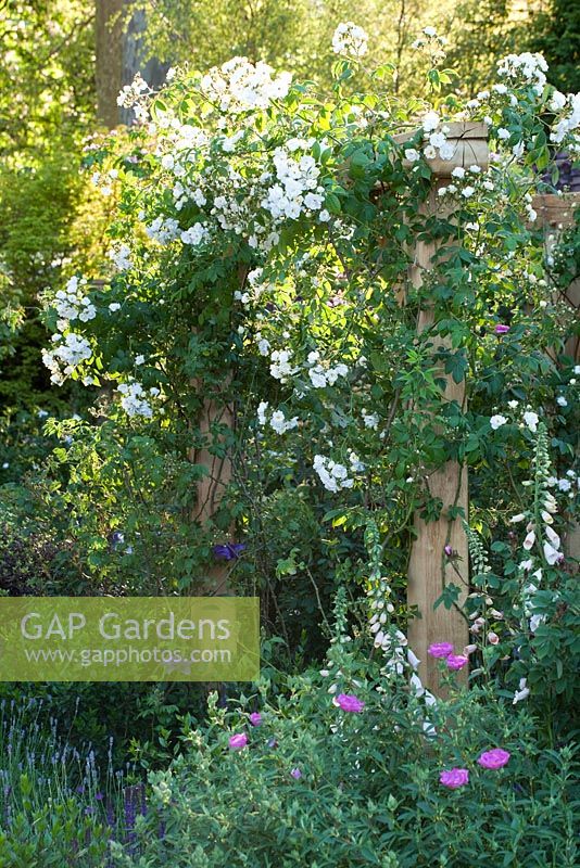 Rosa 'Rambling Rector' growing over wooden pergola - The M and G Garden, Gold medal winner, RHS Chelsea Flower Show 2010
