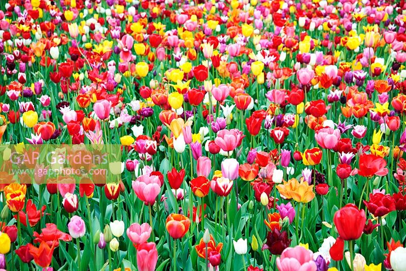 Bed of mixed Tulips