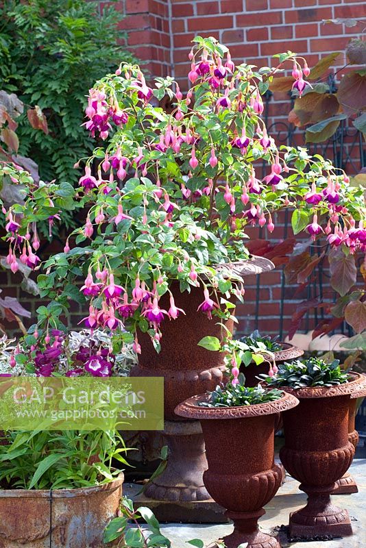 Fuchsia 'Constance' and Penstemon 'Phoenix Violet' in containers