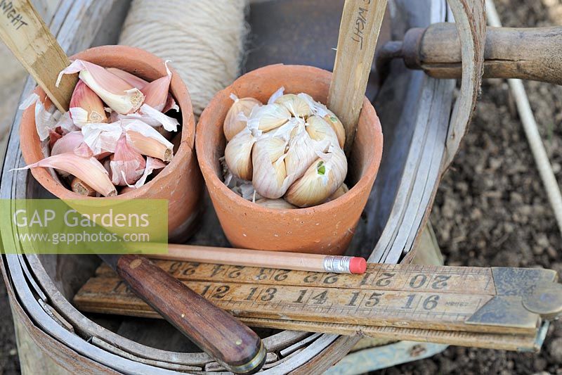 Garlic cloves ready for planting in wooden trug with ruler and trowel, October