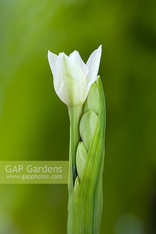 Narcissus papyraceus recurvus - Pheasant's Eye Daffodil in November