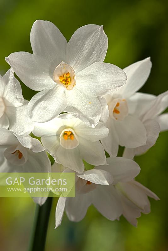 Narcissus papyraceus recurvus - Paperwhite Daffodil in November
