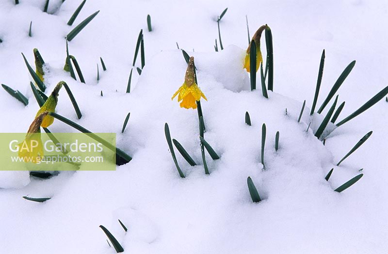 Narcissus in Snow