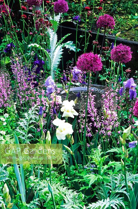 Iris, Allium 'Purple Sensation', Erngium x oliveranum, Centauea montana - 'A Highland Retreat' garden -  RHS Chelsea Flower Show 2006.