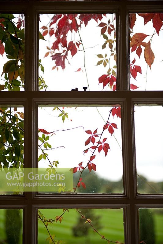 View through a window with Parthenocissus quinquefolia - Virginia Creeper