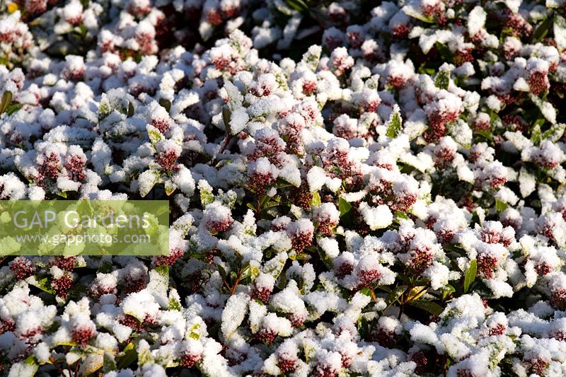 Skimmia japonica 'Rubella' with snow
