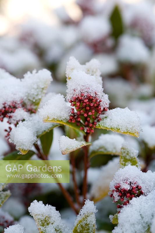 Skimmia japonica 'Rubella' with snow
