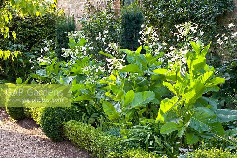 Border of Nicotiana sylvestris with clipped Buxus- Box edging