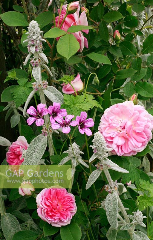 Rosa 'Blairii Number Two' with Stachys lanata and Geranium 'Salome'
