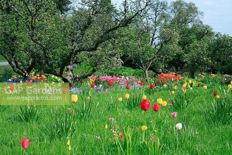Tulips in meadow planting, Hyacinthus and spring bedding growing under apple blossom behind - Hergest Croft gardens 
