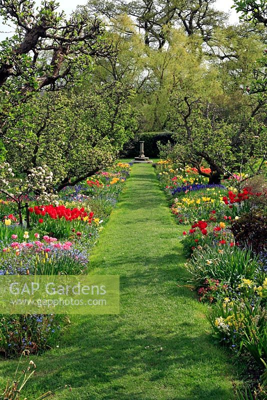 Apple trees underplanted with Tulips, Narcissus, drifts of Muscari and Myosotis - Hergest Croft gardens

