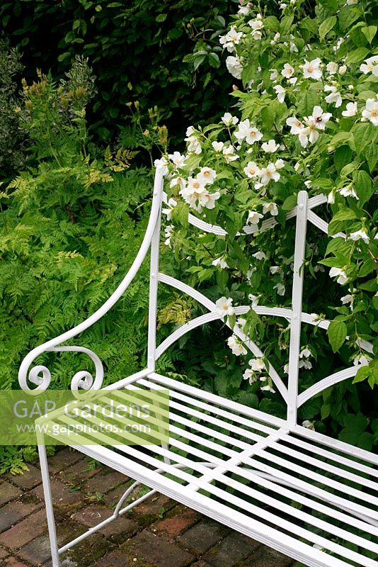Philadelphus 'Belle Etoile' releases its perfume behind a wrought iron seat with  Myrris odorata in the background - Coughton Court