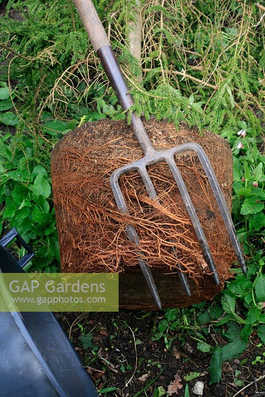 Using a fork to loosen the tightly packed roots of a pot grown conifer before being planted out