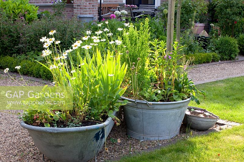 Old tin baths used as planters