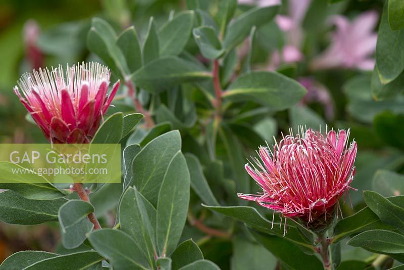 Protea lacticolor - Hottentot Sugarbush
