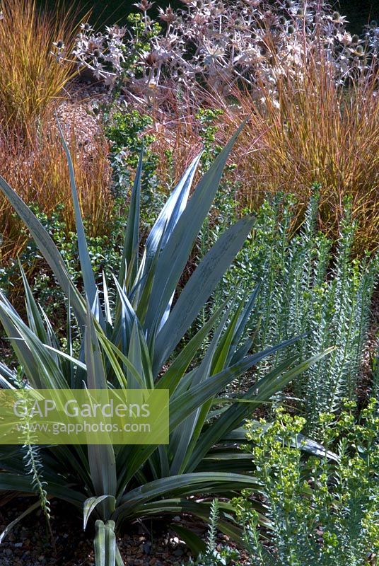 Astelia chathamica 'Silver Sword' in dry garden  