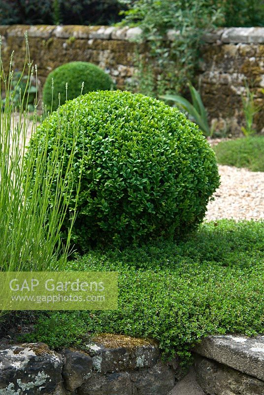 Topiary Buxus - Box ball and Thymus - Thyme underplanting, with Lavandula hedge. Sandhill Farm House, Hampshire, in June.
 