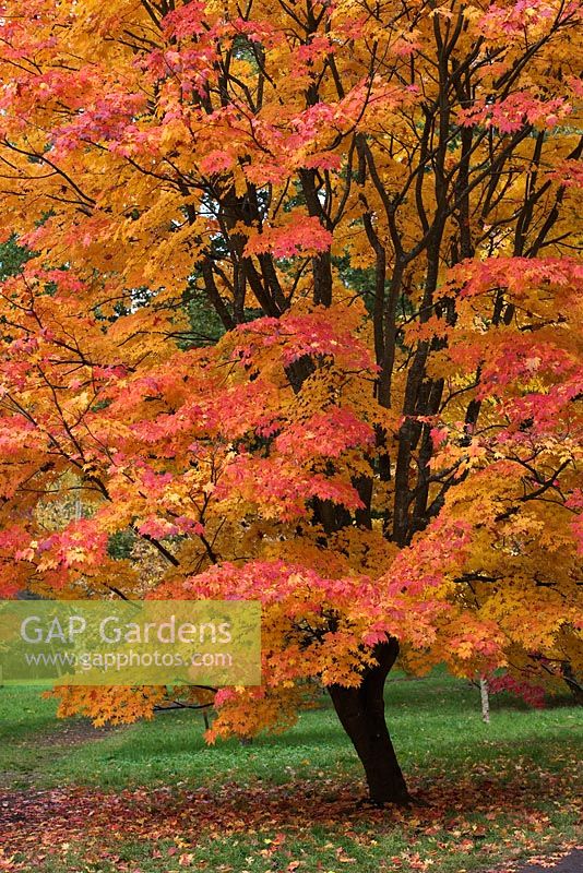 Acer japonicum 'Full Moon Maple' - Westonbirt arboretum,  Gloucestershire