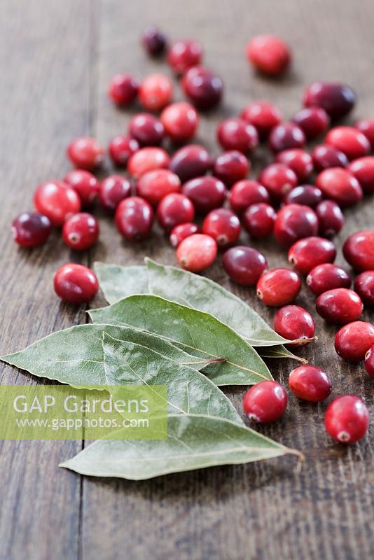 Making a Cranberry and Bay leaf decorative ring - Cranberries and bay leaves