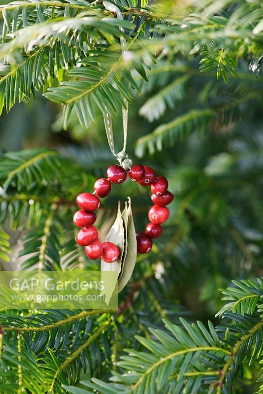 Making a Cranberry and Bay leaf decorative ring - finished decoration hanging from a tree with ribbon