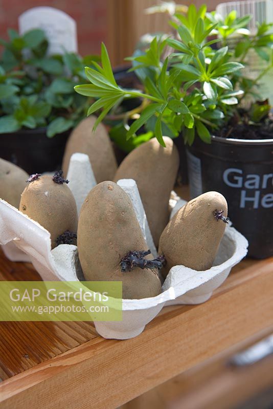 Chitting Potatoes in a greenhouse. Potato 'Mayan Gold'
