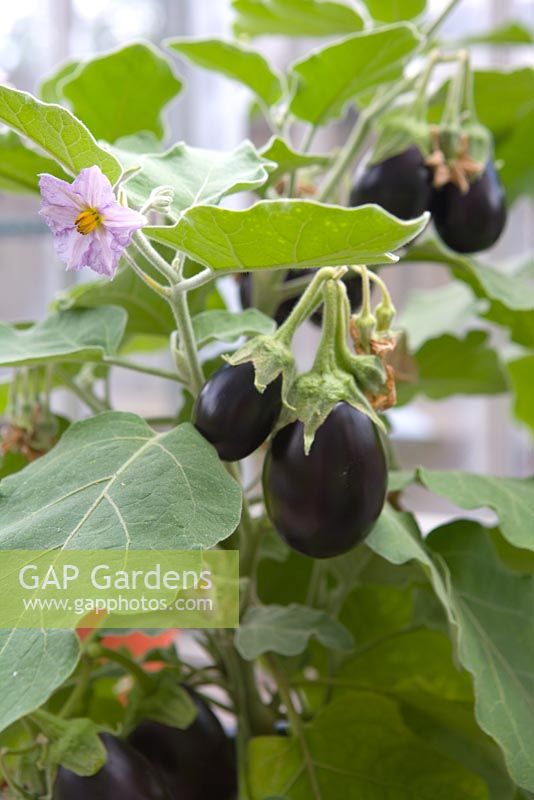 Solanum melongena - Aubergine, with fruit and in flower