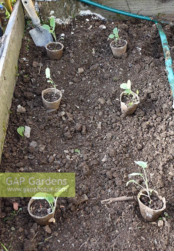 Fibre pots with Cabbage seedlings can be planted directly into the soil without disturbing seedling root structure