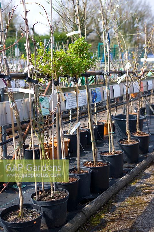A row of gooseberry standard plants for sale at a garden nursery