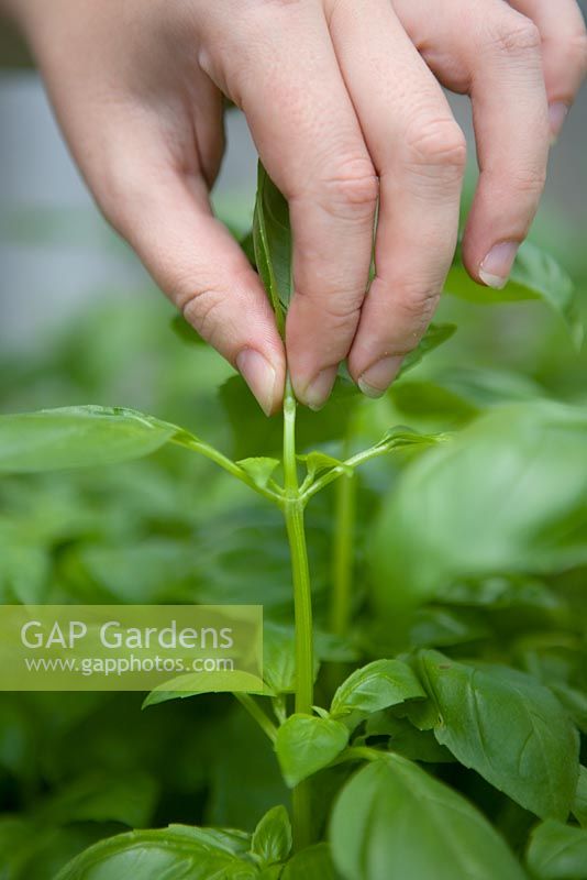 Pinching out growing tips of basil to encourage young plants to bush out