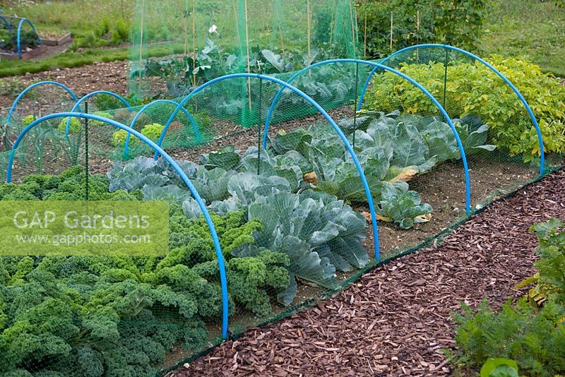 Mesh and hoops protecting healthy vegetables
