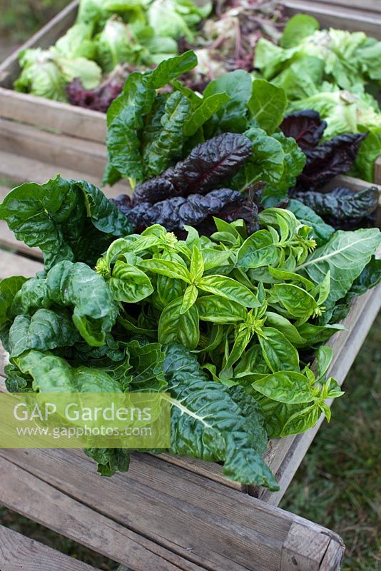 Organically grown vegetables and herbs in wooden crates, Basil, Lettuce, Kale and Chard