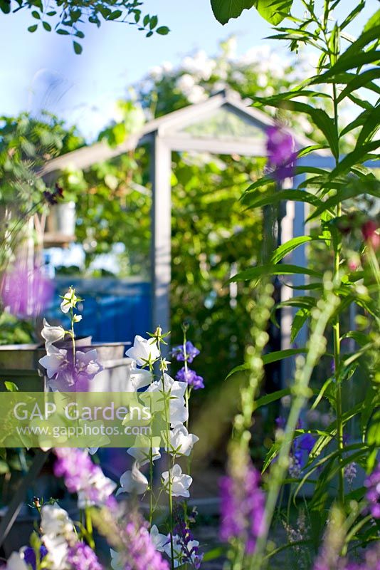 Campanula persicifolia with greenhouse in background