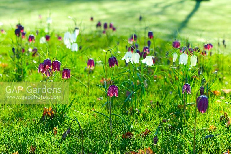 Spring meadow with Fritillaria meleagris - Snakes Head Fritillary naturalised in grass, Byndes Cottage, Suffolk, April
