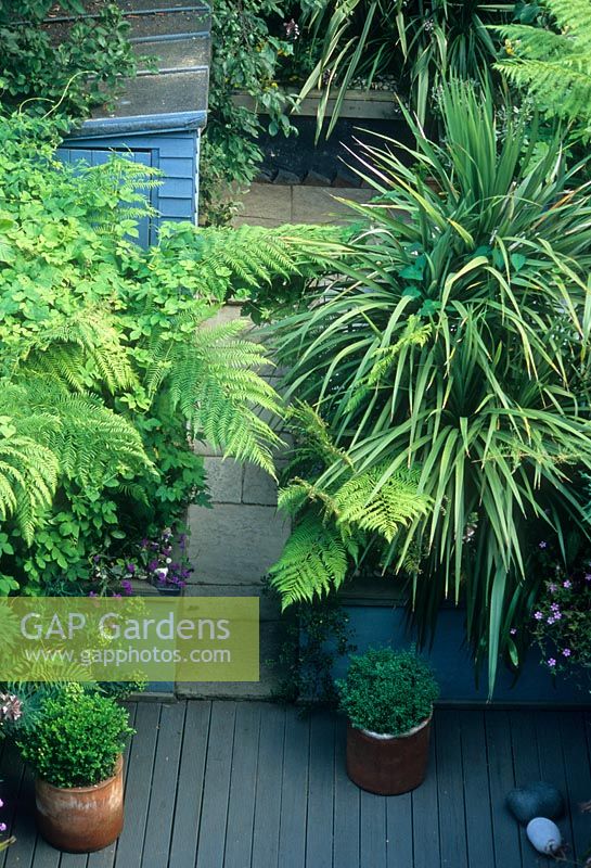 Elevated view of small town courtyard garden with decking and tropical plants including Cordyline, Humulus lupulus 'Aureus' and Dicksonia - Tree Fern. Alistair Davidson, Worcester, UK.
 
