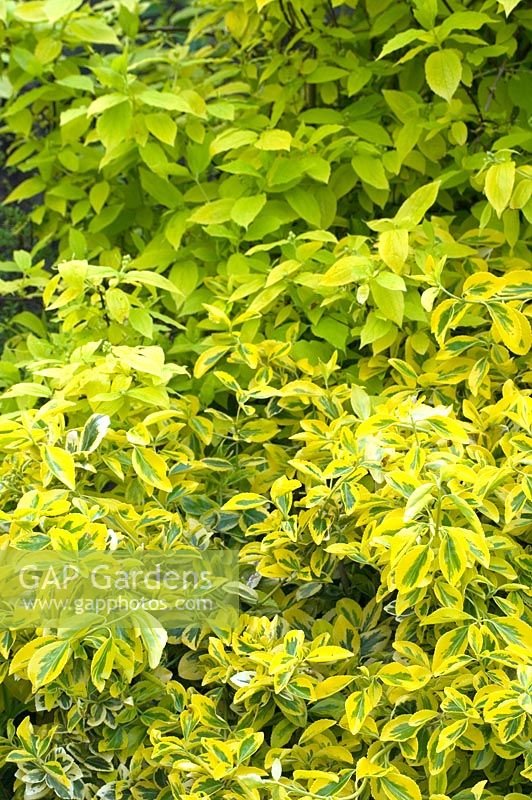 Euonymus fortunei 'Emerald and Gold', April
