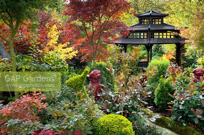 Autumn oriental themed garden with colourful foliage contrast. Taxus - Yew topiary animals, Photonia x fraseri  'Red Robin',  Acers, Ilex - Holly and pair of dog ornaments. Tony and Marie Newton, Walsall, UK, October