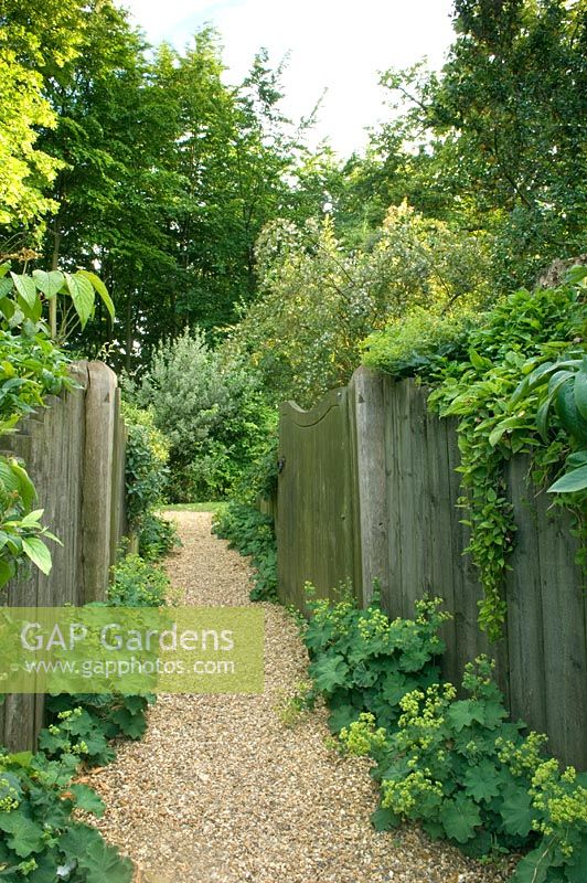 Entrance gate and gravel path edged with Alchemilla mollis. Robinson garden, Ousden House, Suffolk, UK