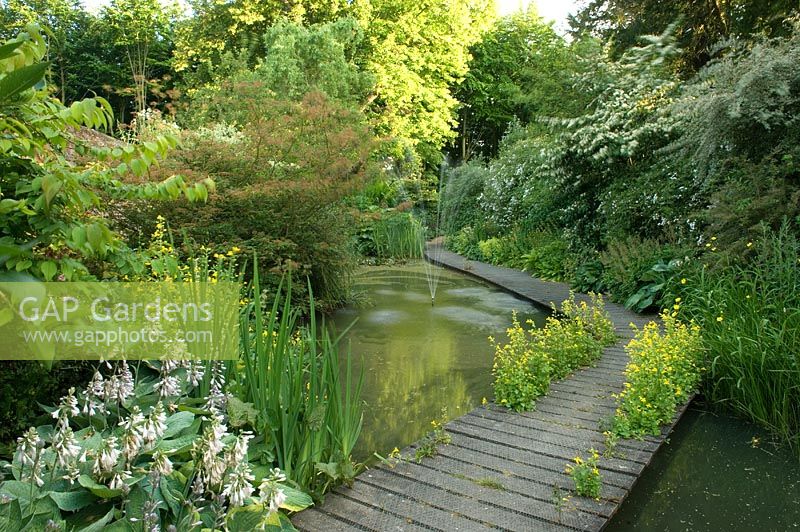 Pond with fountain jet and wooden decked path. Hosta in foreground. Robinson garden, Ousden House, Suffolk