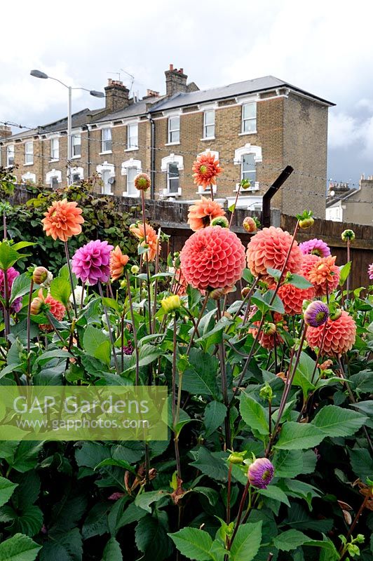 Pom Pom Dahlias growing on an uban allotment in Highbury with Victoria terraced houses in background