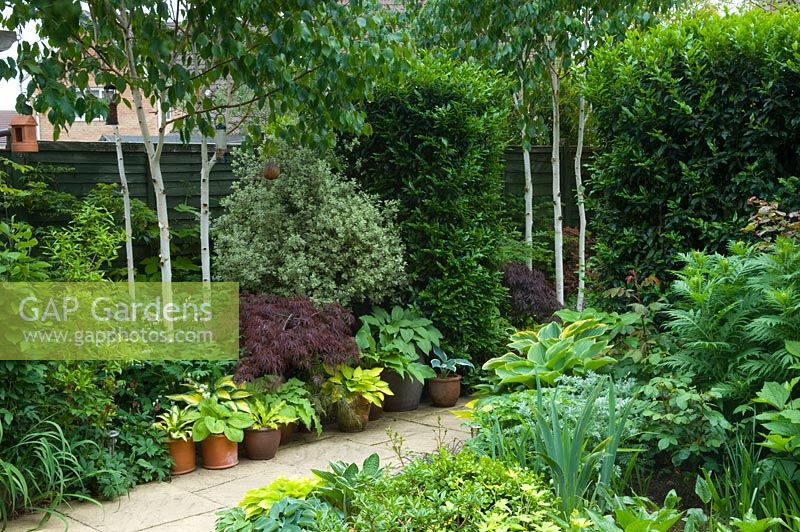 Small urban garden with paved path and border of Pittosporum, Hosta, Acer and bamboo - NGS garden, Foster Road, Peterborough, Cambridgeshire 
