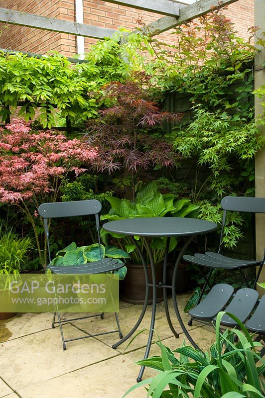 Small urban garden with seating area and planting of Acer and Hostas - NGS garden, Foster Road, Peterborough, Cambridge