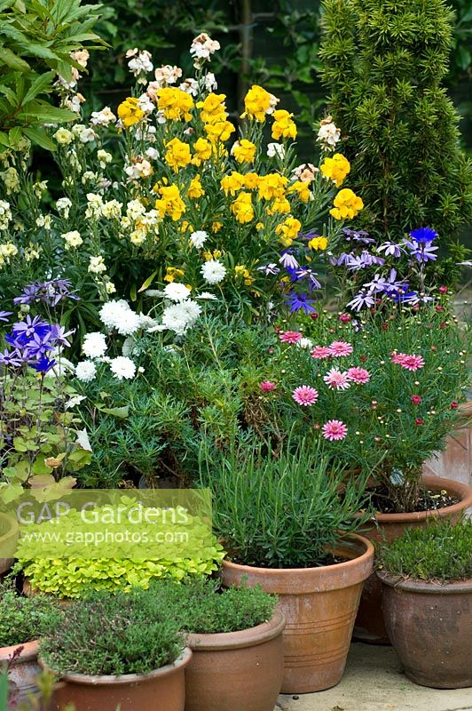 Small urban garden with containers of marjoram, Lavandula, Argyranthemum, Erysimum, Cheiranthus and Thymus - NGS garden, Foster Road, Peterborough, Cambrideshire