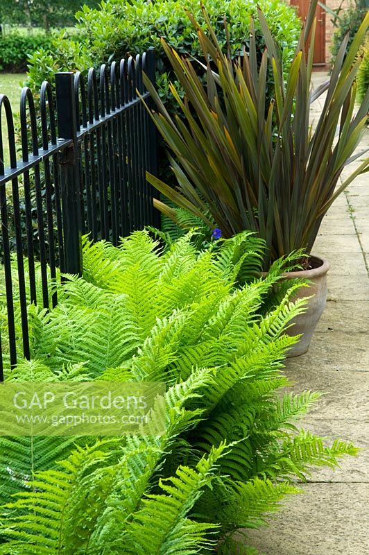 Small urban garden with metal railings, ferns an Phormium - NGS garden, Foster Road, Peterborough, Cambridgeshire