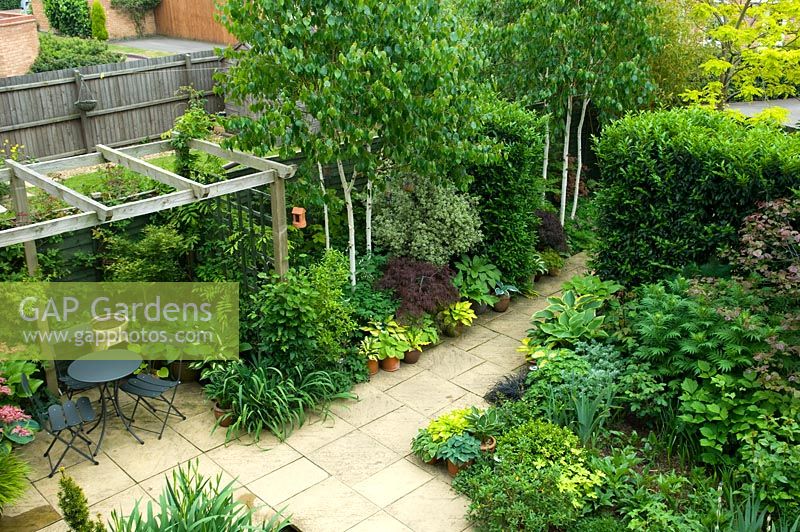 Overview of small urban garden patio with pergola and seating area, planting of Betula and Hostas - NGS garden, Foster Road, Peterborough, Cambridgeshire 
