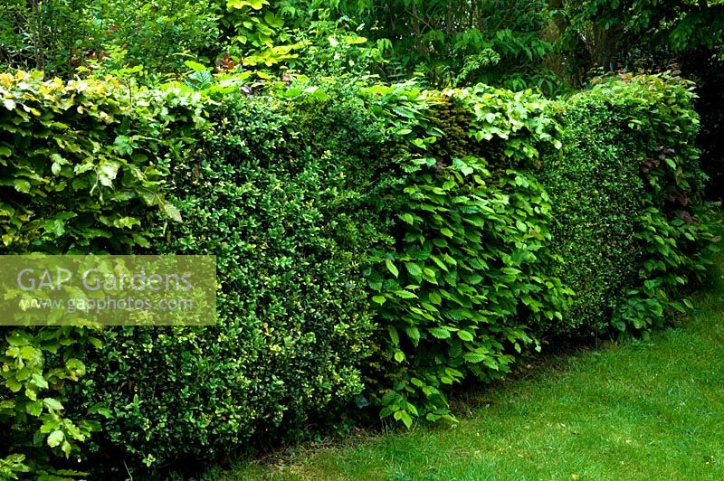 Tapestry hedge of Carpinus, Fagus and Buxus - NGS garden, St Helens, Stebbing, Essex