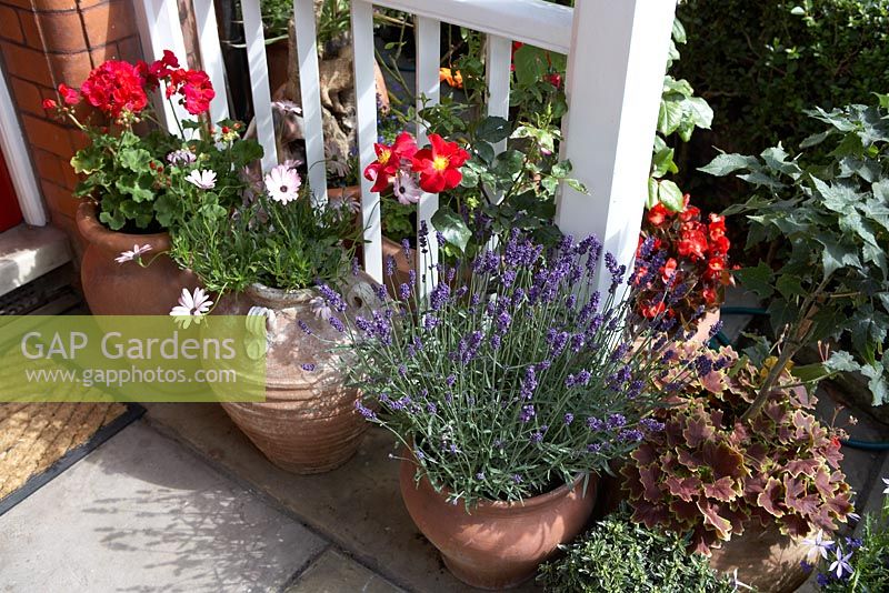 Terracotta pots on doorstep with Pelargonium, Osteospermum, Lavandula and Begonia