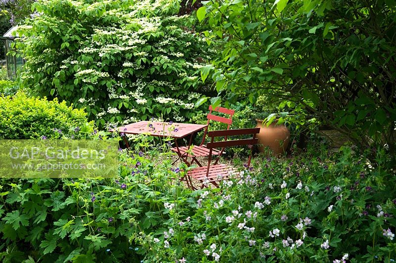 Cafe style table and chairs in secluded shady garden, planting of Viburnum plicatum 'Mariesii' and Geranium, empty terracotta urn as focal point - The White House, Keyworth, Nottinghamshire