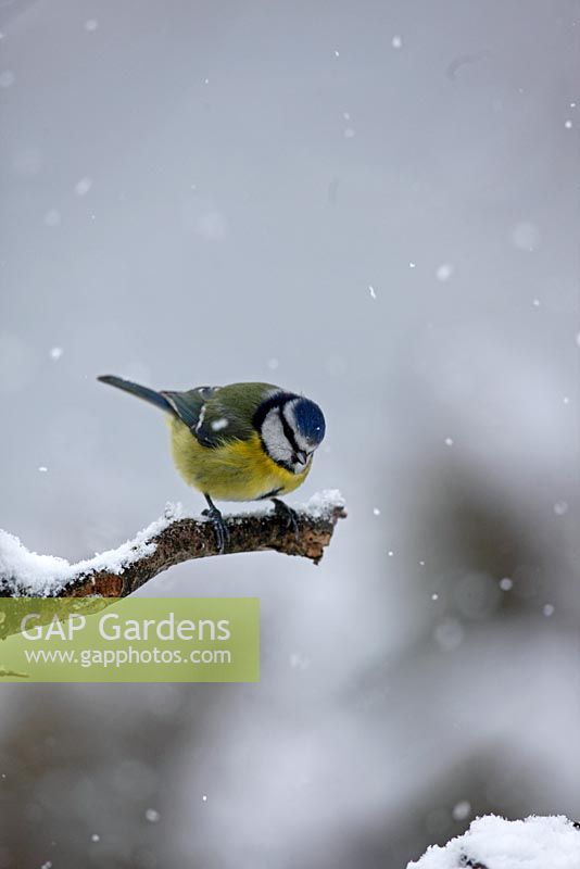 Parus caeruleus - Blue Tit perching on snow covered branch