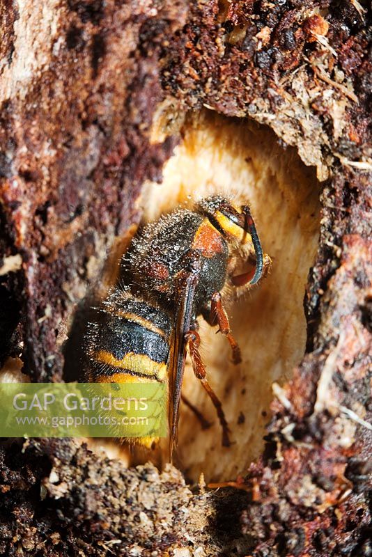 Vespa crabo - European Hornet Queen hibernating in rotten log