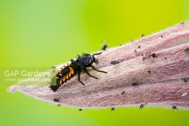 Harmonia axyridis - Harlequin Ladybird larva feeding on Aphids or Blackfly on Clematis